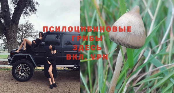 шишки Абаза
